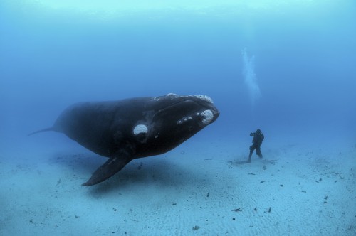 Б. Дж. Скерри. Южный гладкий кит. Новая Зеландия