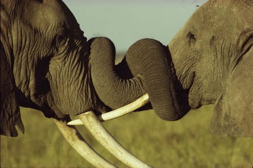 В. Томпсон. Сражение африканских слонов. Кения 